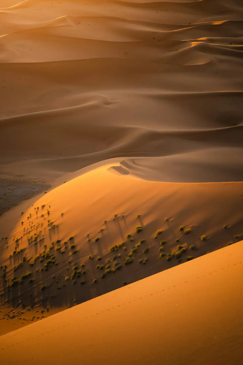 Low sun raking across a desert dune.